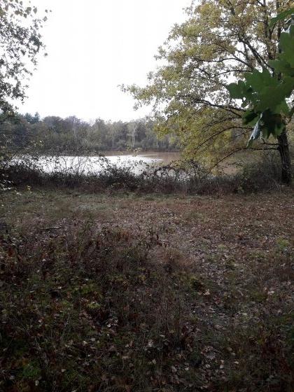 Etang dans le Bois du Roi