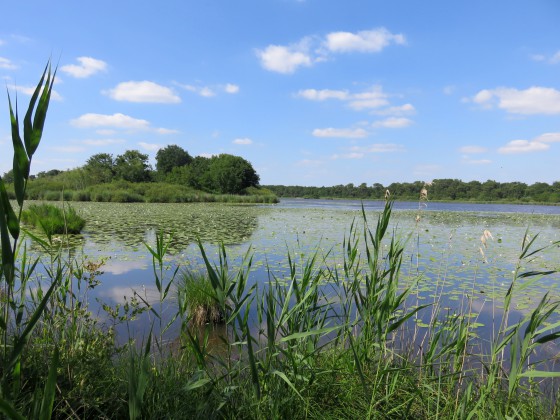 Etang de Bellebouche et ses nénuphars