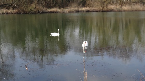 Etang de Blénod