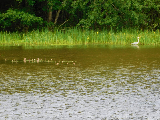Etang de Brin d\'Amour