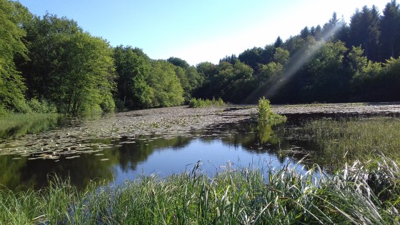Etang de l'Aur&ecirc;tre