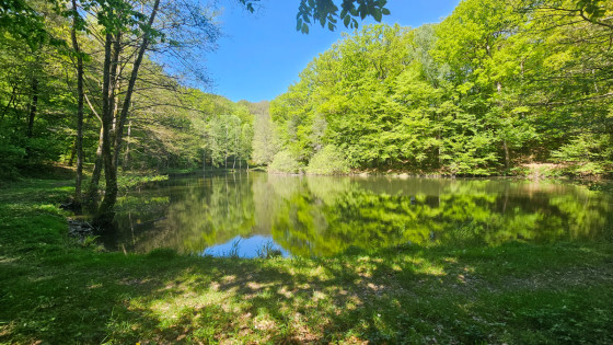 Etang de la Demoiselle