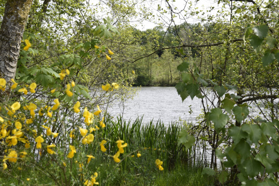 Etang de Viaux
