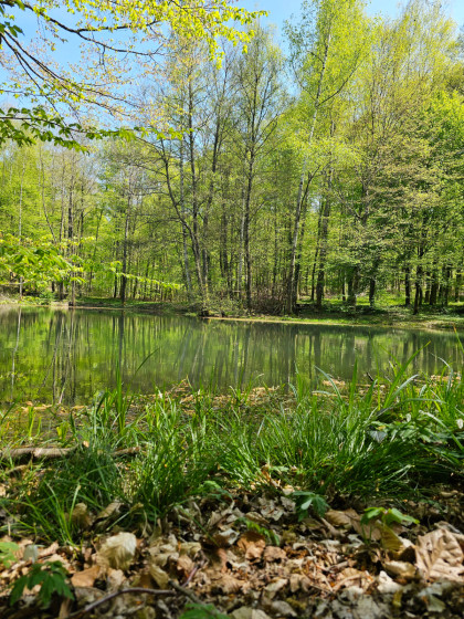 Etang de la Linette