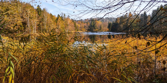 Etang de la Mollière