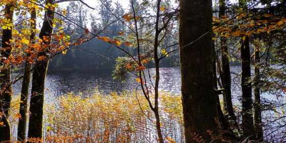 Etang de la Mollière