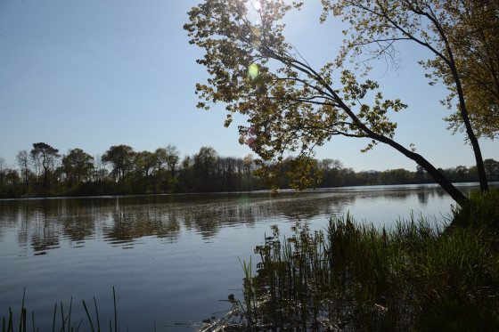 Etang de la Thévinière