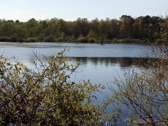 Etang de Loudon