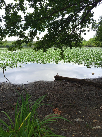 ETANG DE LOUDON