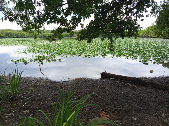 ETANG DE LOUDON