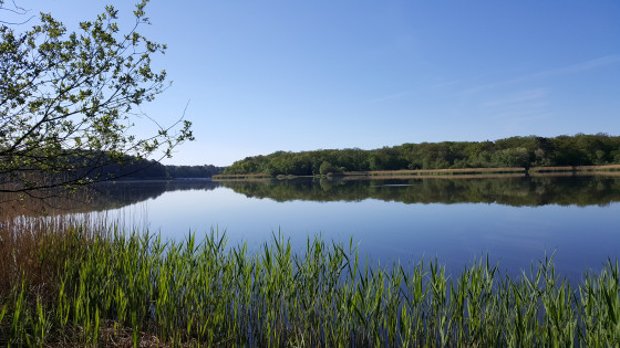 Etang de Tronçais