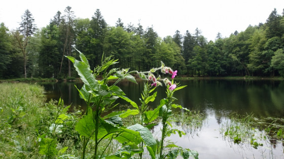 Etang des Belles Filles