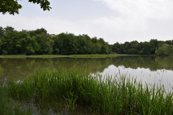 Etang des Essarts