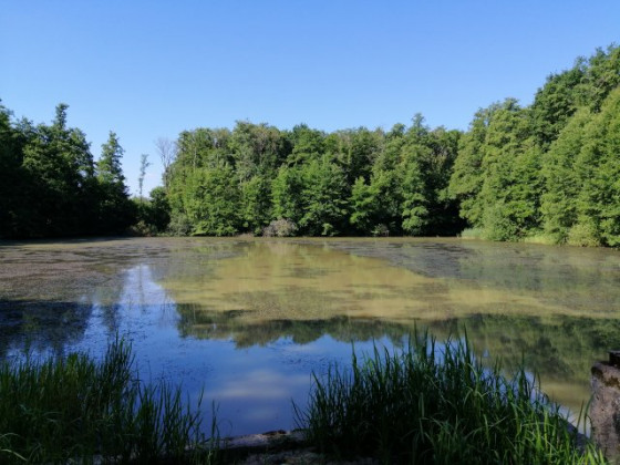 &Eacute;tang des Graviottes