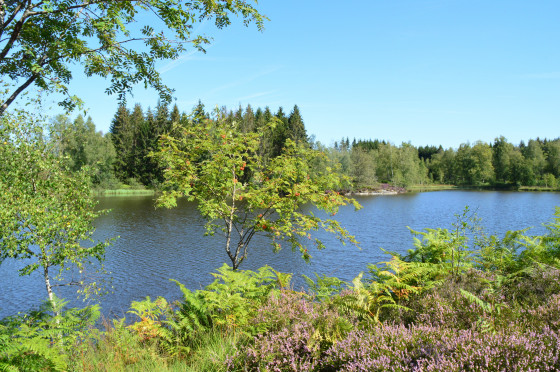 Etang des Noyes
