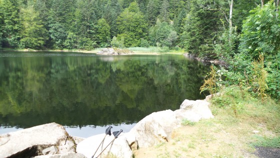 Etang des roseaux