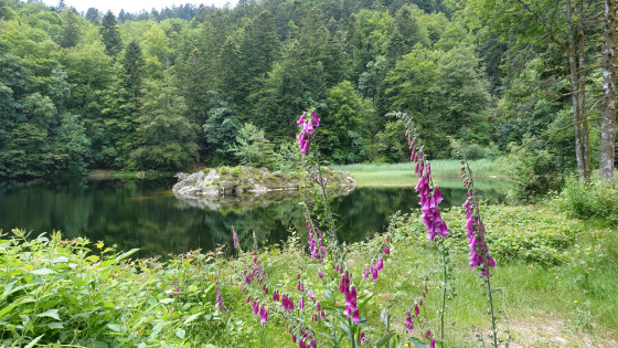 Etang des roseaux