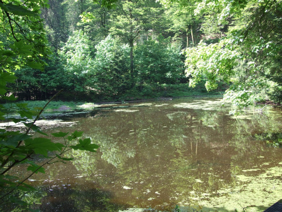 Etang du Drumont