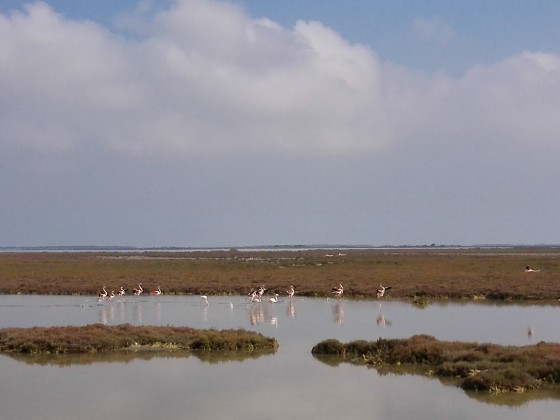 Étang du Fangassier