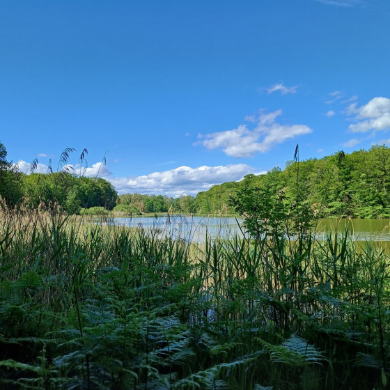 Etang du Milieu