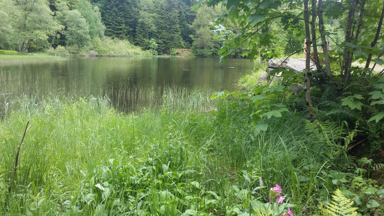 Etang du Petit Haut