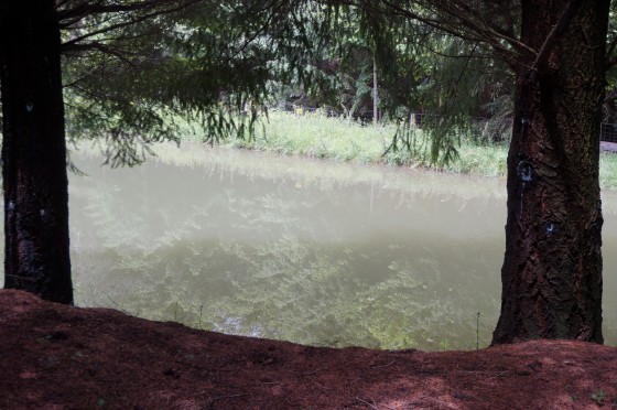 Etang en sous-bois