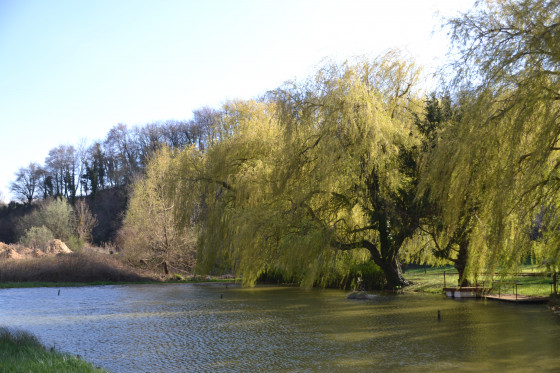 Etang