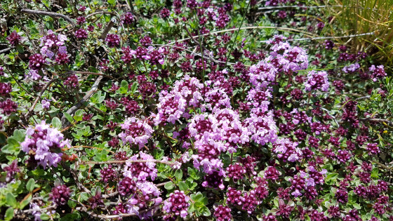 Fleurs