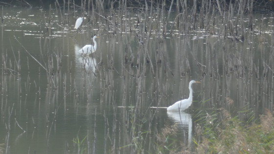 Etangs du Grand Voyeux