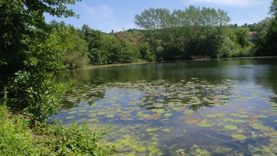 Etangs et n&eacute;nuphars