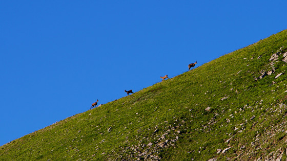 Éterlous et leurs mère sur la Crête de Samaroux