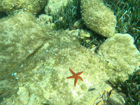 &Eacute;toile de mer