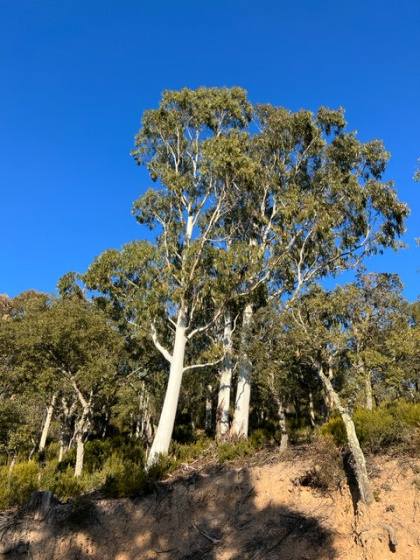 Eucalyptus.