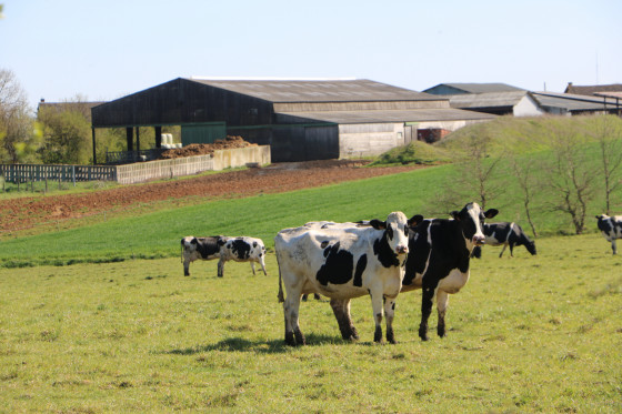 Exploitation laitière de Circé