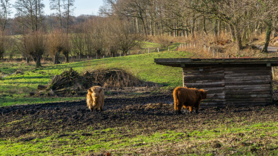 P&acirc;turage extensif pr&egrave;s de Raisdorf