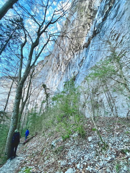 Falaise