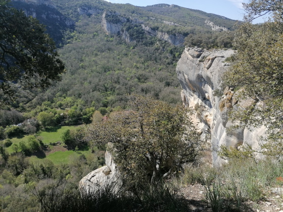 Falaise