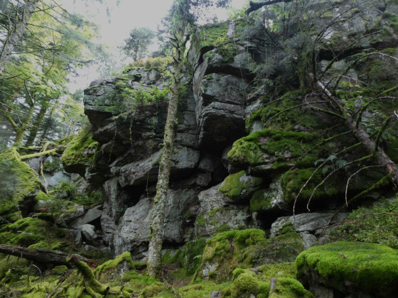 Falaise