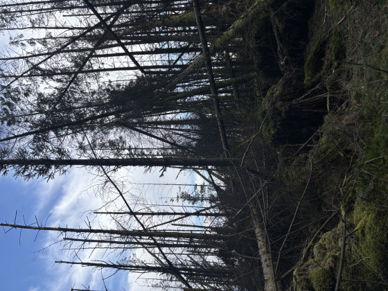 Fallen trees