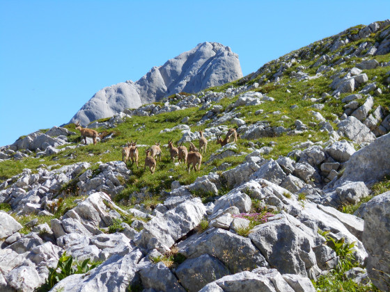 Famille de bouquetins au col de l\'Œille
