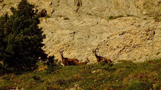 Famille de chamois sous le Rocher de Séguret
