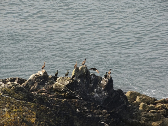 famille de cormorans