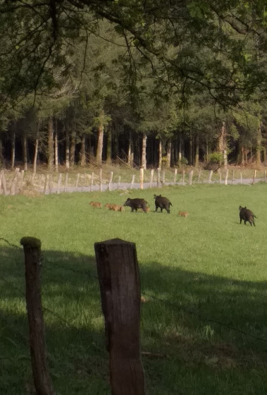 Famille de Sangliers Ardennais