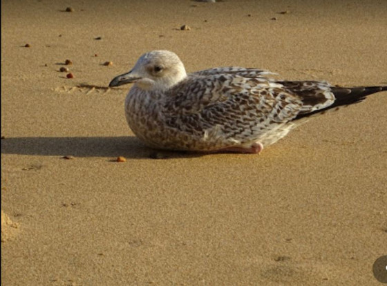 Faune de la corniche