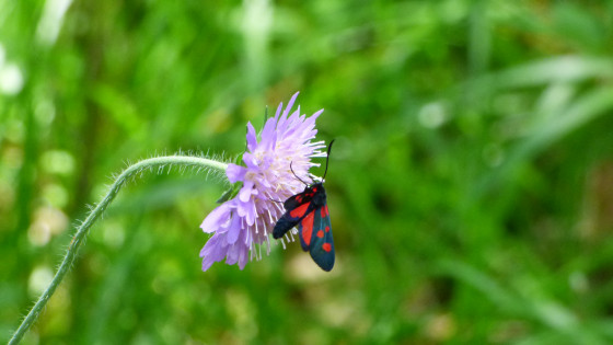 Faune et Flore...