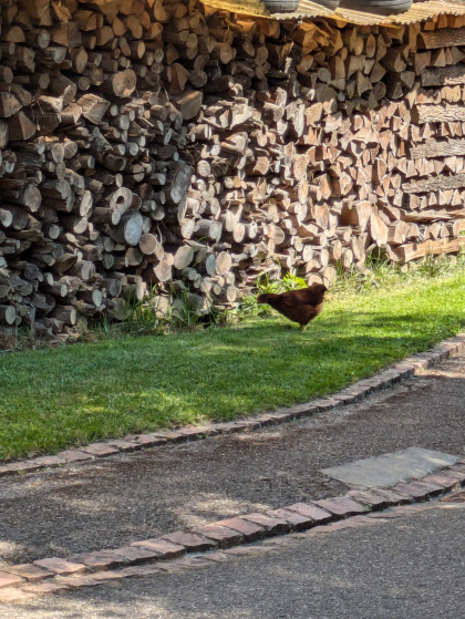 Faune locale