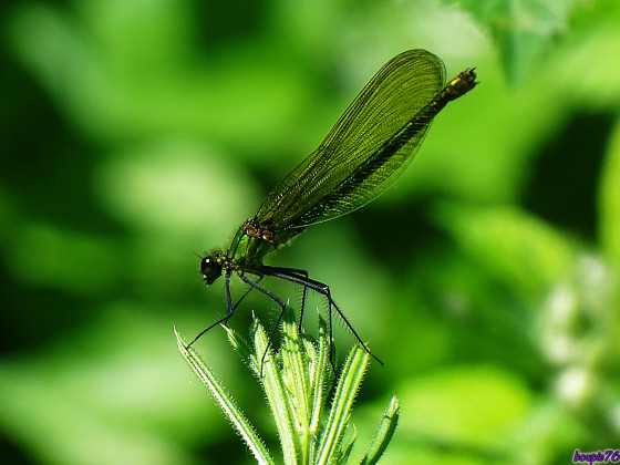Faune