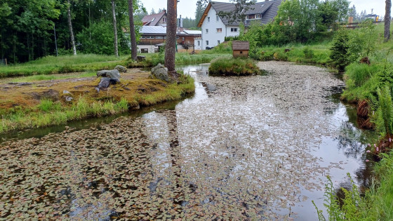 Feldberg-Bärental