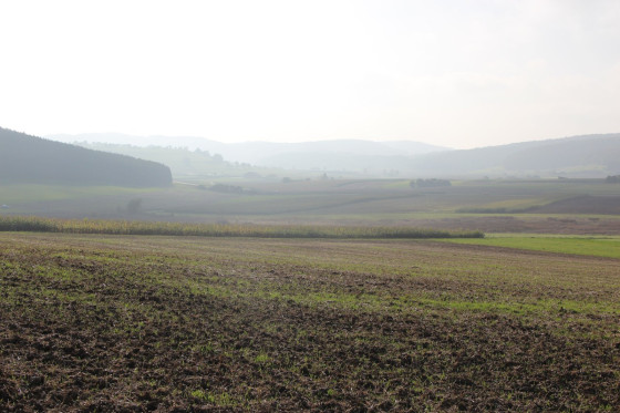 Felder und Wiesen im Nebel