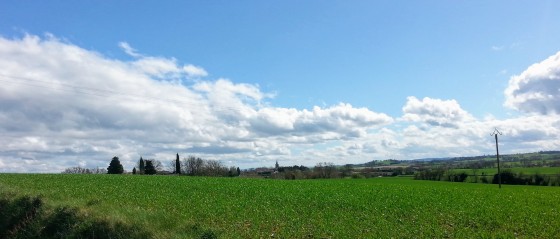 Fénols au printemps